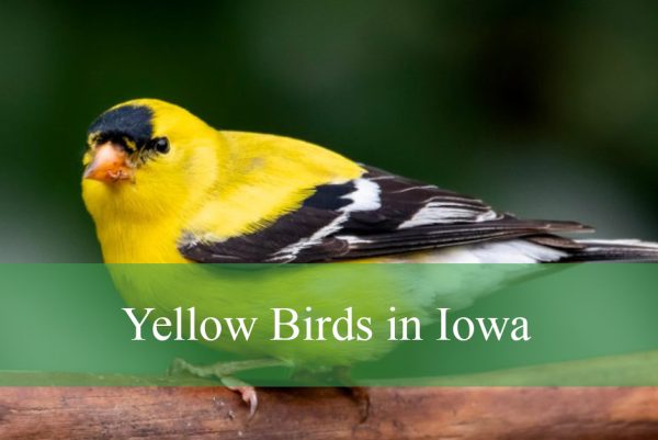 Yellow Birds in Iowa