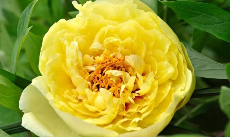 Yellow Peonies