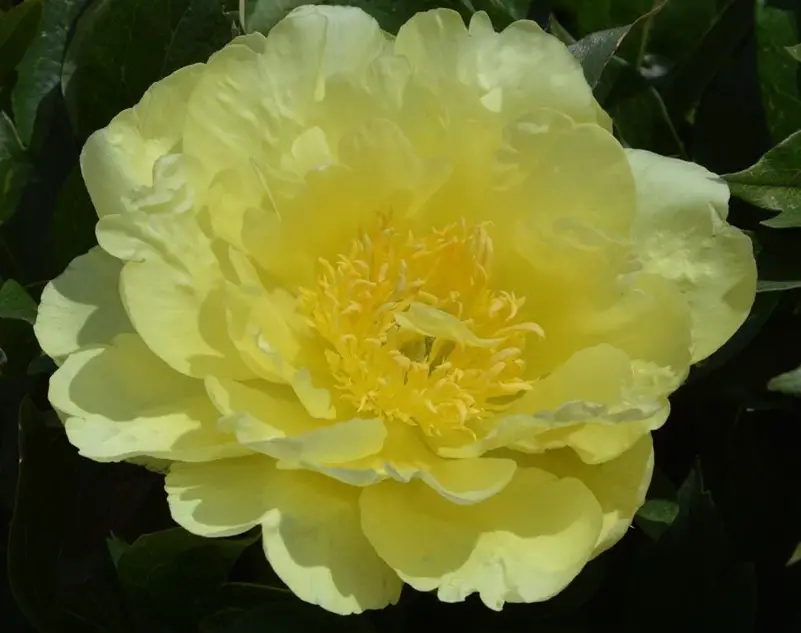 Yellow Peonies