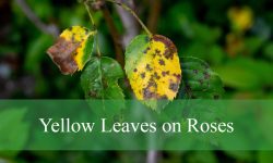 Yellow Leaves on Roses: Common Problems and Best Solutions