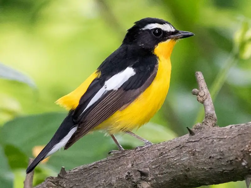 Birds with Yellow Bellies in Texas