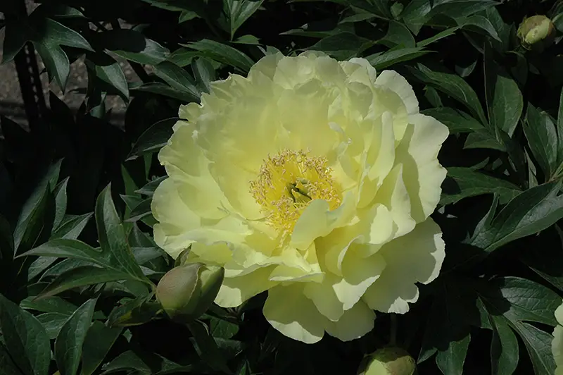 Yellow Peonies