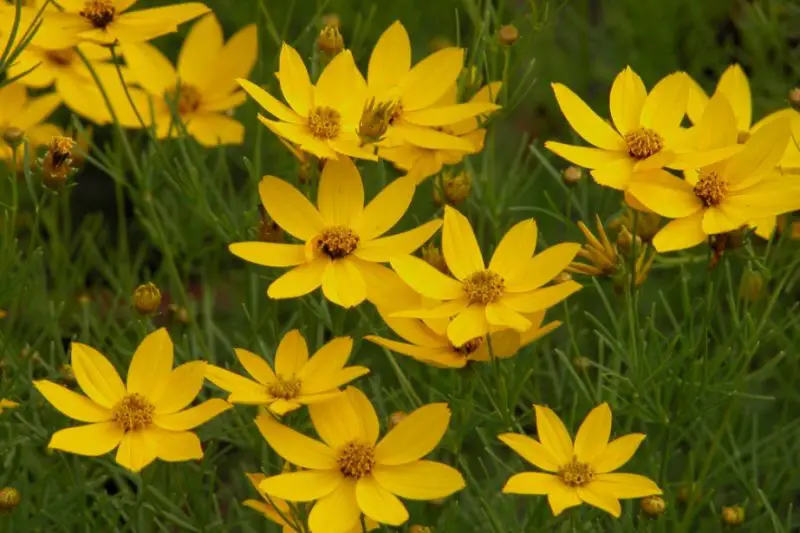 Coreopsis Varieties