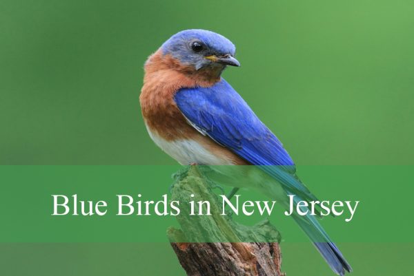 blue Birds in New Jersey