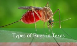 30 Common Bugs in Texas (With Pictures and Identification)