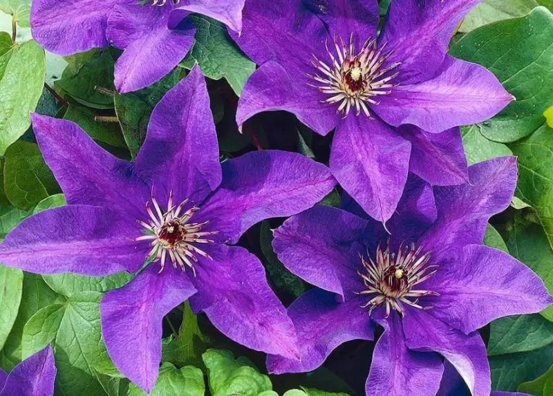 Types of Clematis Plants