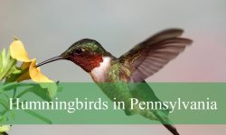 3 Hummingbirds in Pennsylvania (With Pictures and Identification)