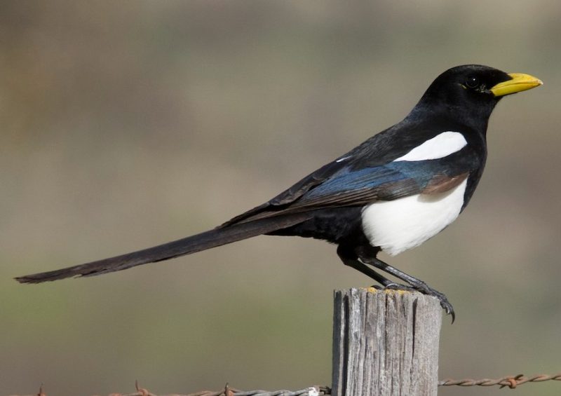 Magpies in California