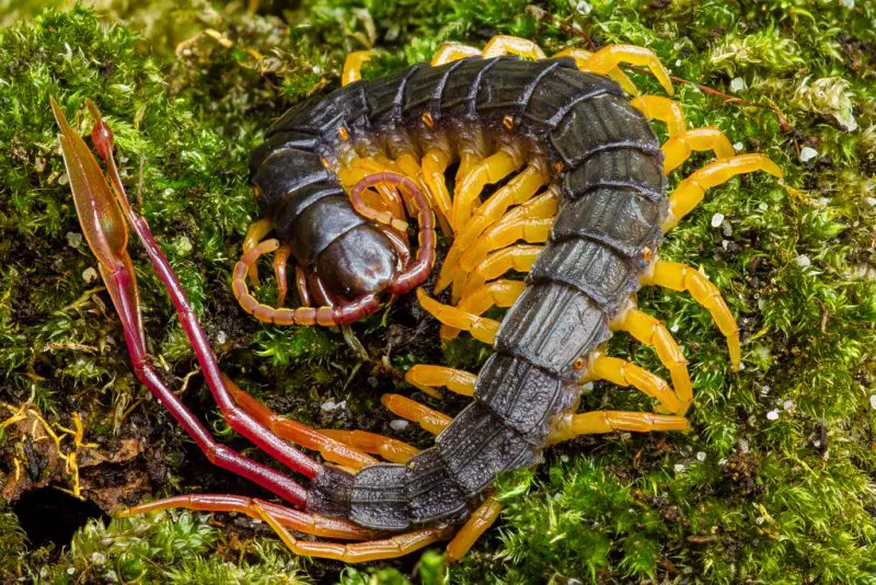 Centipedes in Texas
