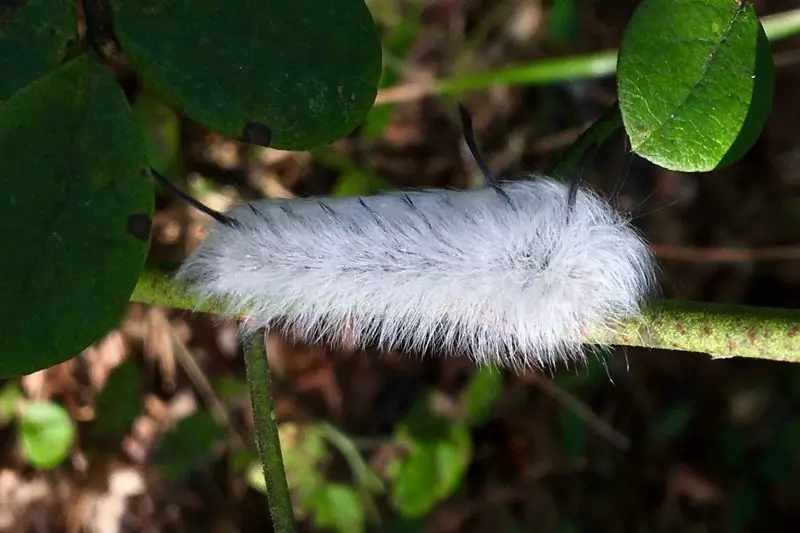 White Caterpillars in Texas