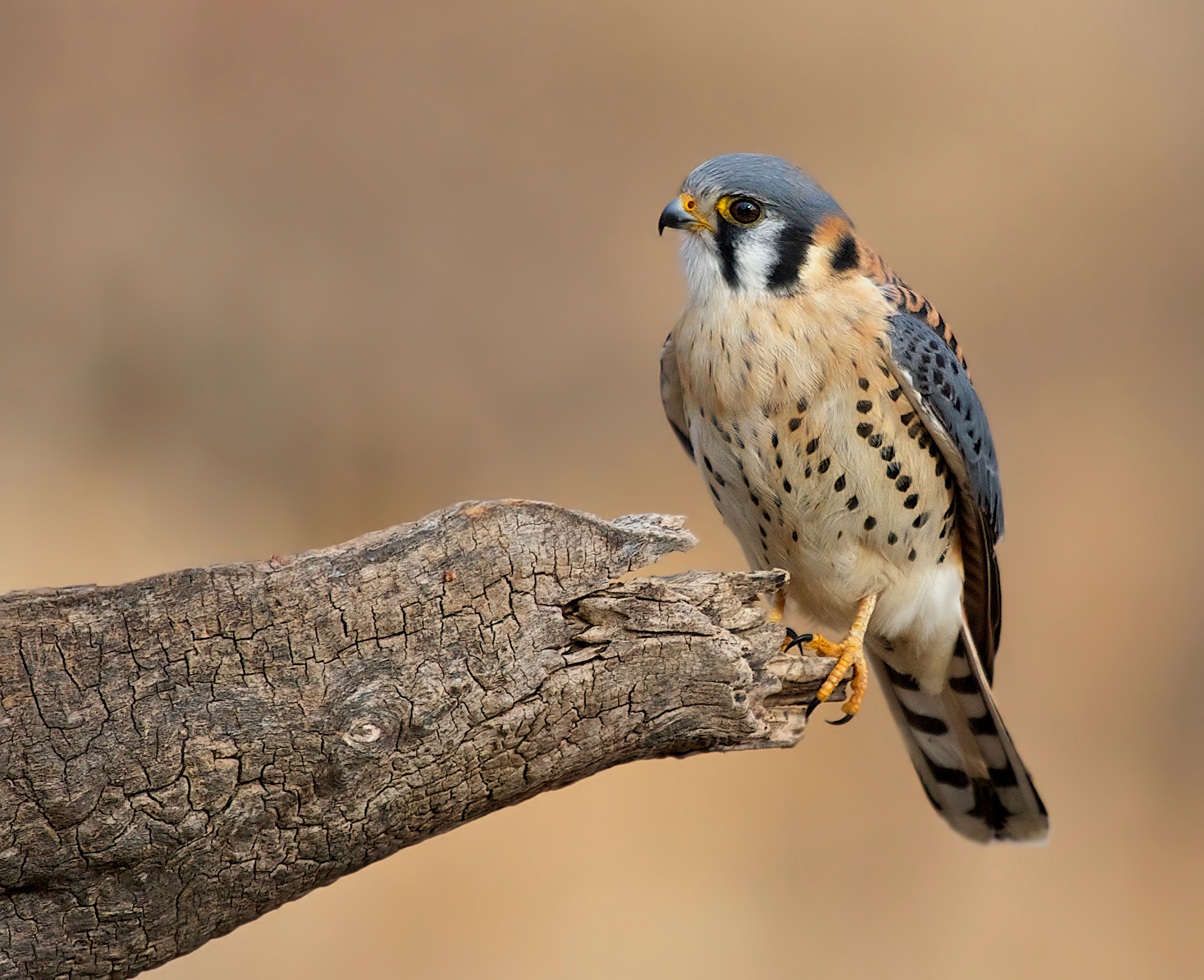 Falcons in Indiana