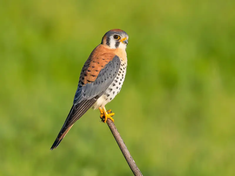Falcons in Pennsylvania
