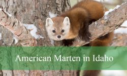 Discovering the Elusive American Marten in Idaho Forests