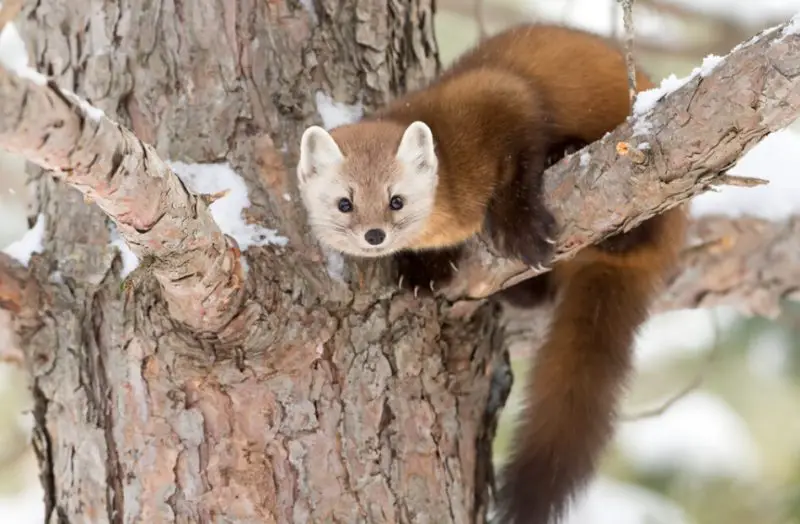 American Marten in Idaho