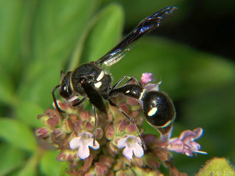 Wasps in Georgia