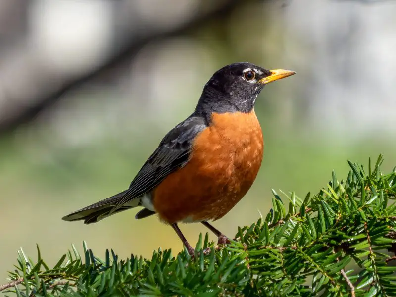 Common Birds in New York