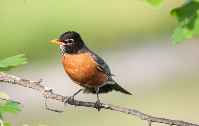 Common Birds in Colorado