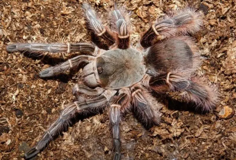 Tarantulas in Texas