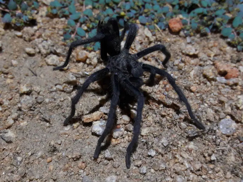 Tarantulas in California