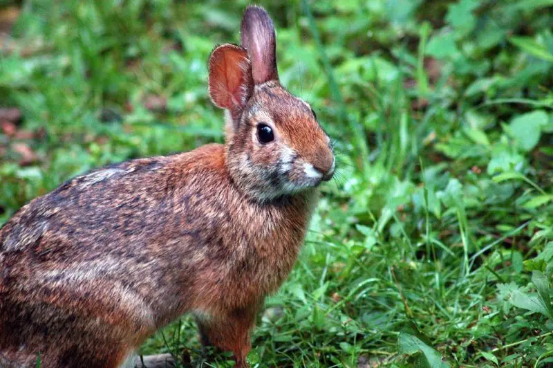 Wild Rabbits in Tennessee