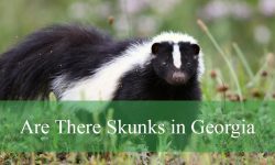 Are There Skunks in Georgia? How to Identify Them (With Pictures)