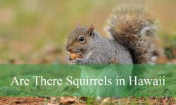 Are There Squirrels in Hawaii? Facts You Didn’t Expect