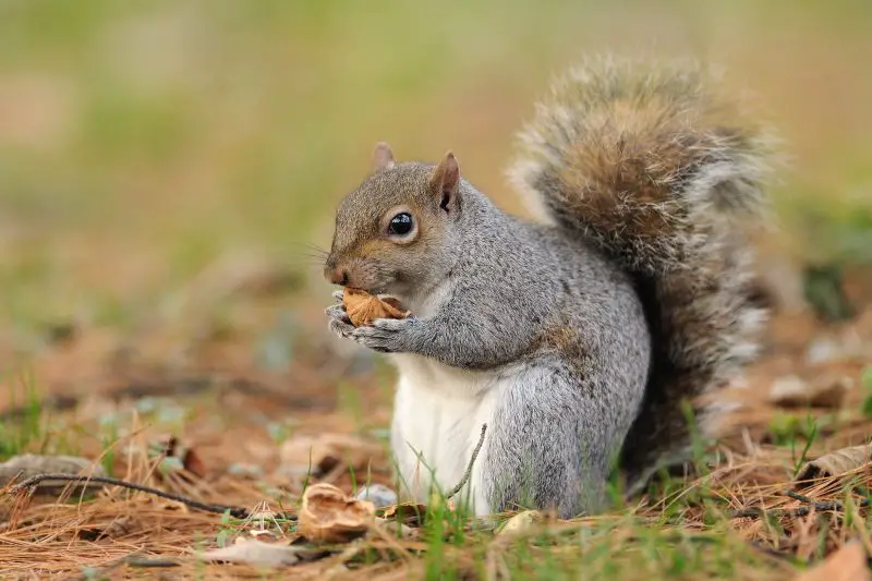Are There Squirrels in Hawaii