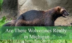 Are There Wolverines Really in Michigan? Discover the Truth