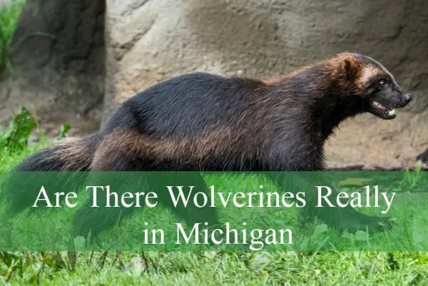 Are There Wolverines Really in Michigan