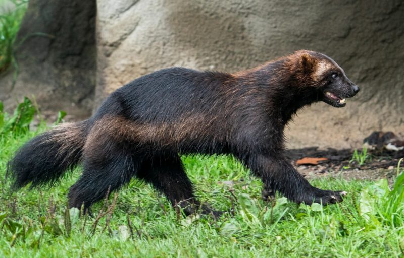 Are There Wolverines Really in Michigan