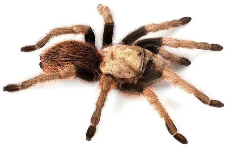 Tarantulas in Texas