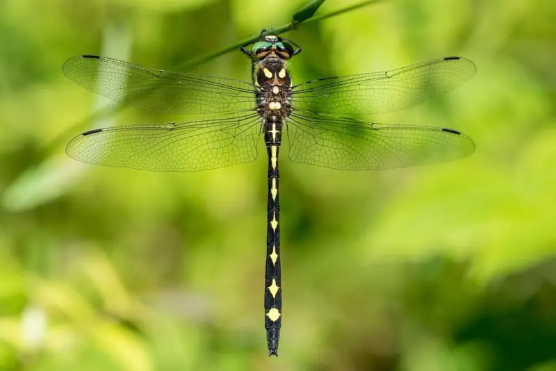 Dragonflies in Ohio