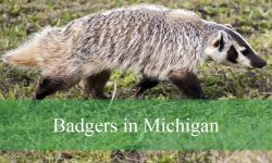 The Hidden Secrets of Badgers in Michigan You Didn’t Know About