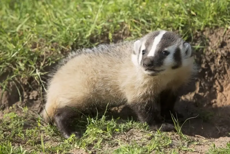 Badgers in Michigan