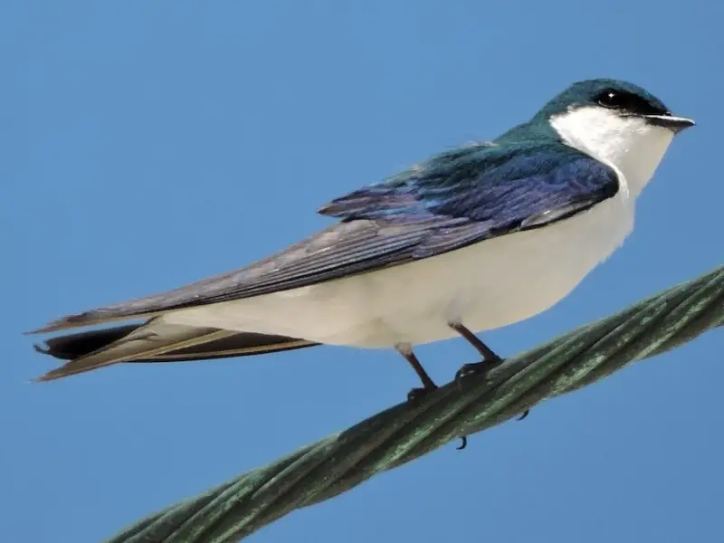Swallows in Texas