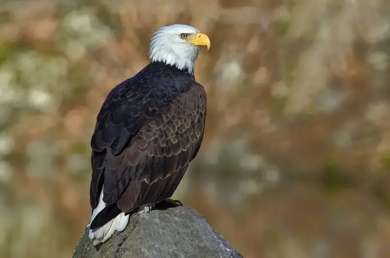 Eagles in Michigan