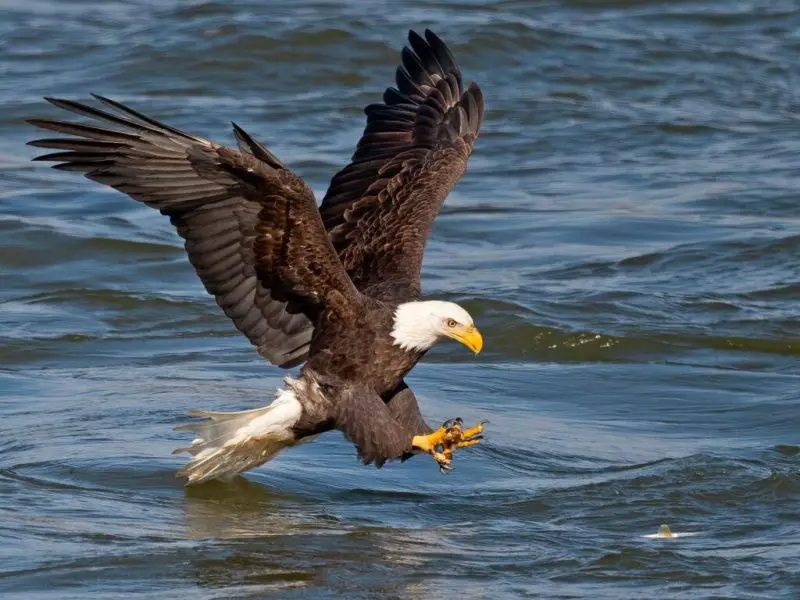 Bald Eagles in Illinois