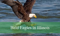 Bald Eagles in Illinois: Everything You Didn’t Know About Them