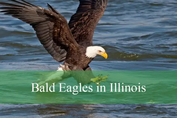 Bald Eagles in Illinois