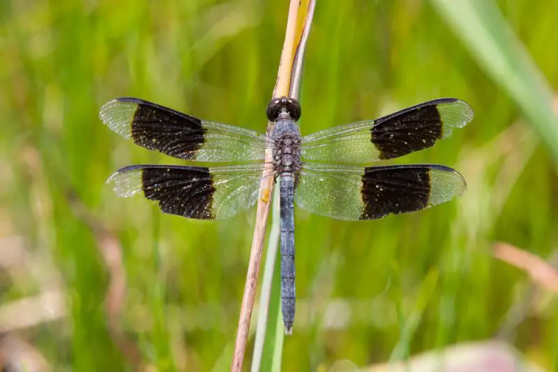 Dragonflies in Florida