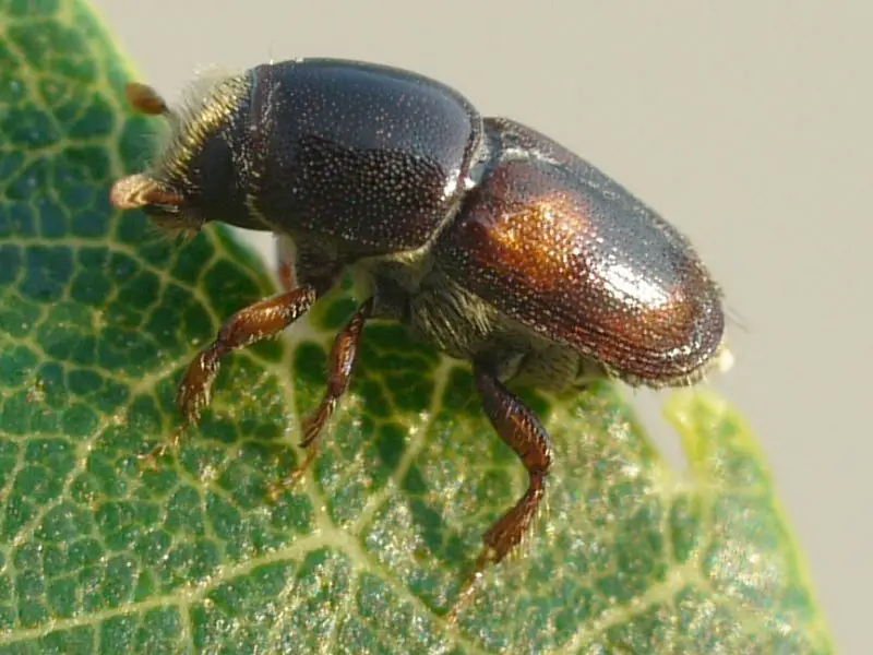Beetles in Georgia
