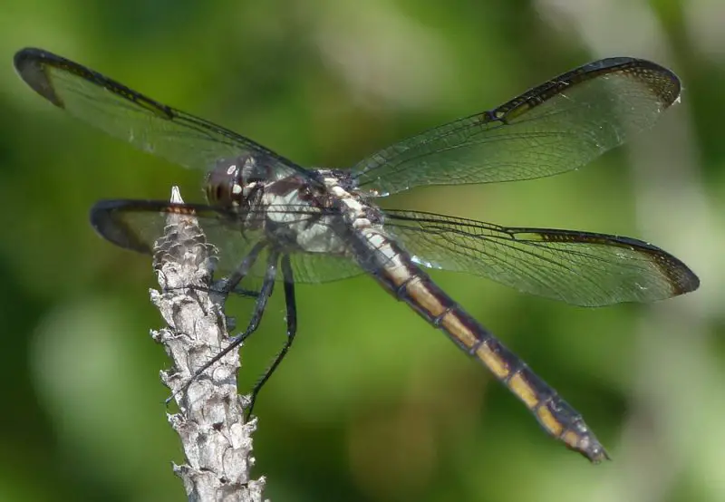 Dragonflies in Florida