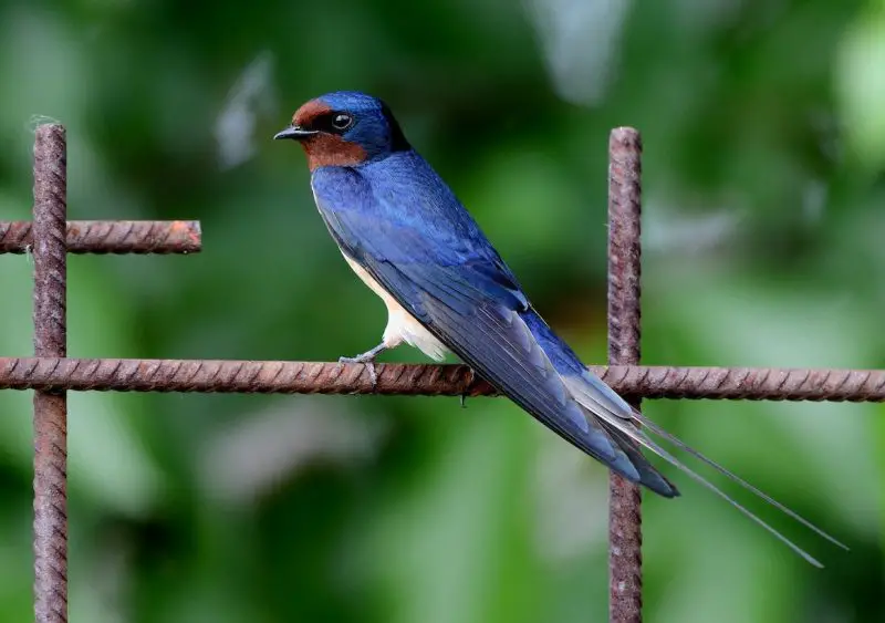 Swallows in Colorado