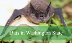 Discover the Strange Night Habits of Bats in Washington State