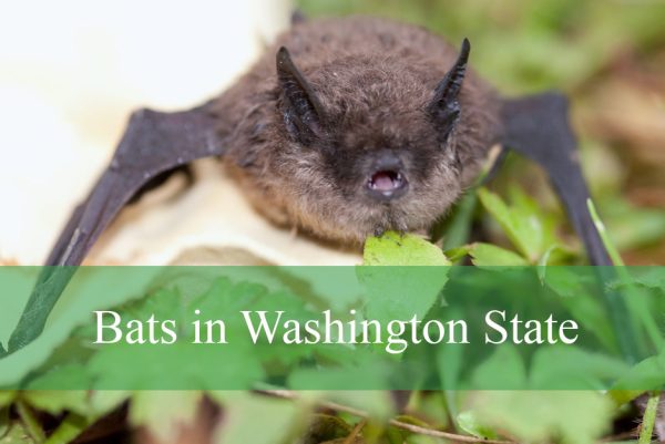 Bats in Washington State