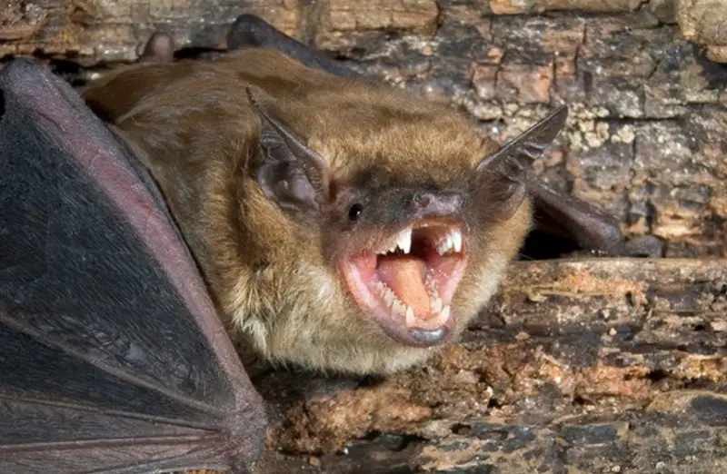 Bats in Washington State