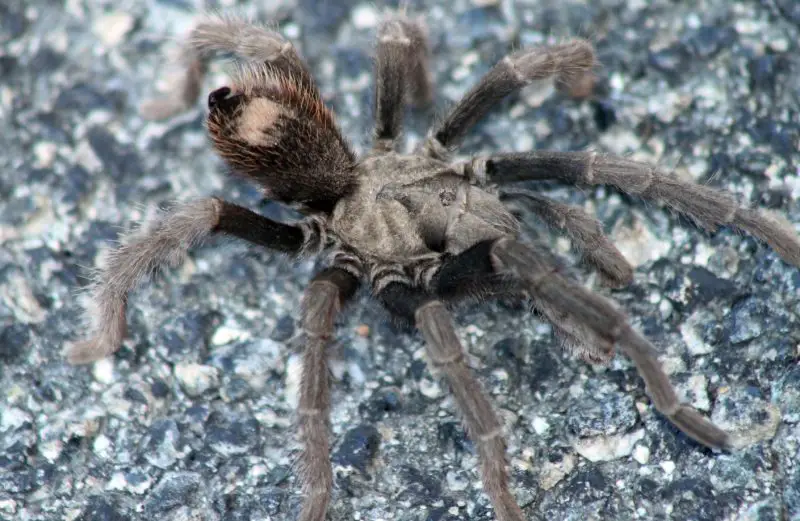 Tarantulas in California