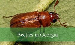 12 Types of Beetles in Georgia (With Pictures and Identification)