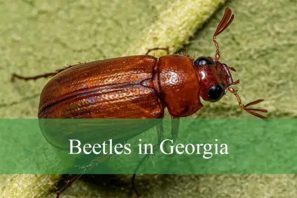 Beetles in Georgia
