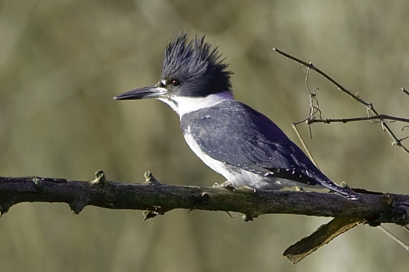 Kingfishers in Texas